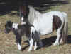 Cincha-and-Lady2-2004-filly-by-Rapid-Fire-lo.jpg (48711 bytes)